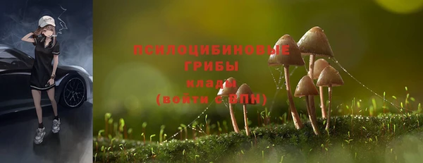 стаф Медногорск